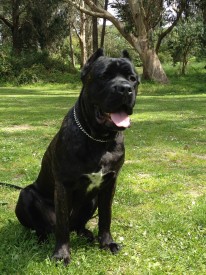 Zeus from Golden State K9 Training