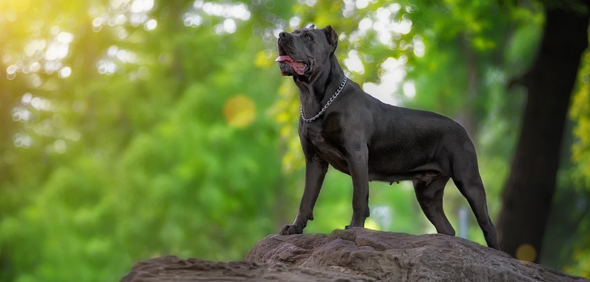 Top 6 Best Guard Dog Breeds GST K9