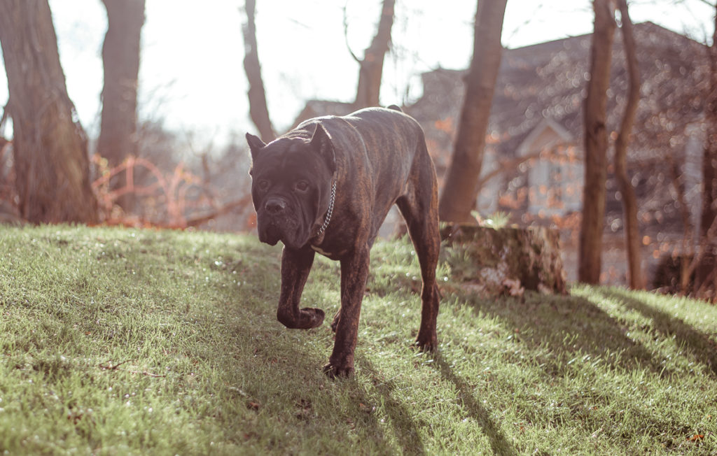 Trained Cane Corsos Personal & Family Guard Dog For Sale USA