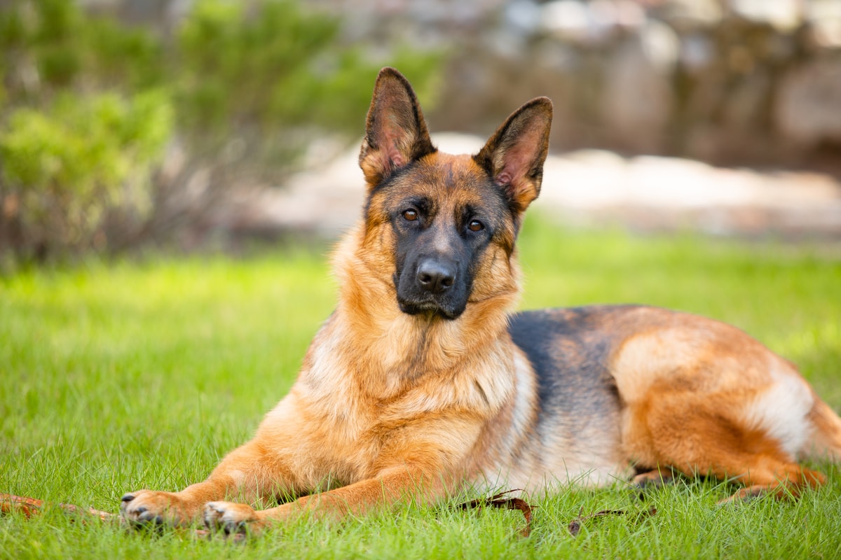 Mike's Top 5 Dog Breeds for Protection Work GST K9