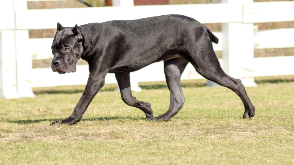 My cane best sale corso is skinny