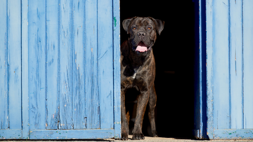 are cane corso good protection dogs