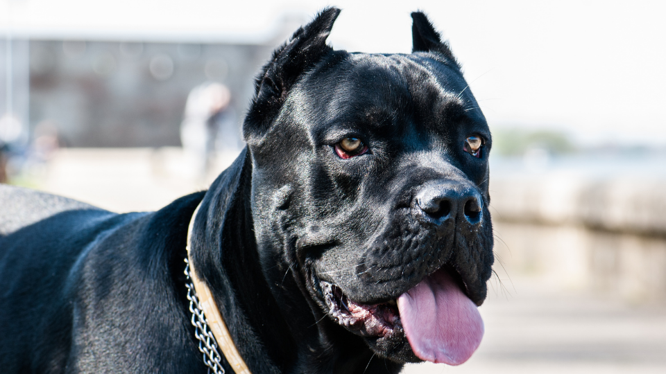 are cane corso good protection dogs