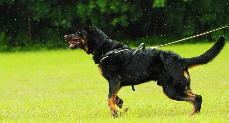 The Differences Between Protection Dogs and Guard Dogs - GST K9