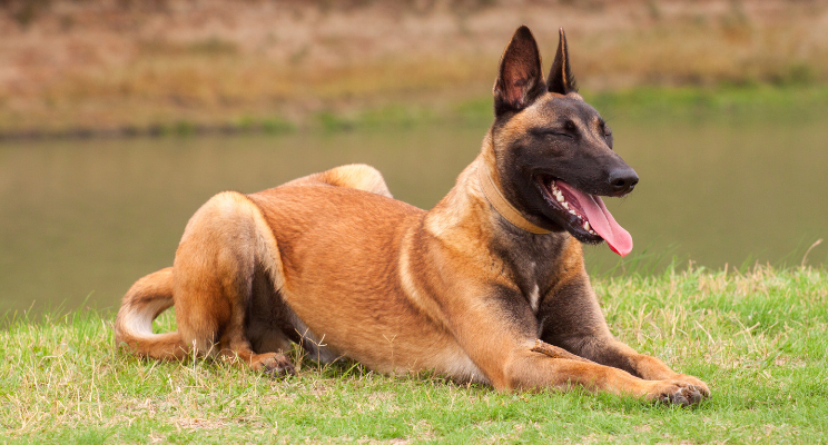 are german shepherds natural good guard dogs