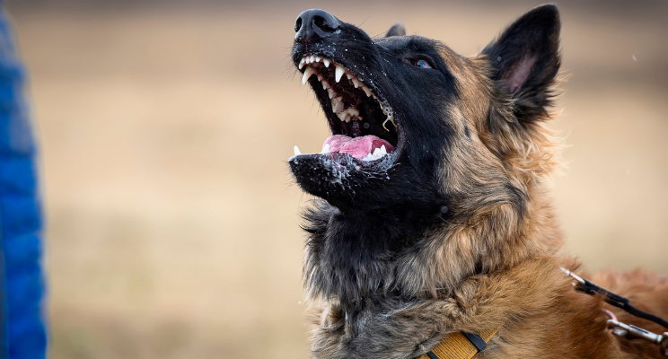 Are Belgian Malinois Protective? - GST K9