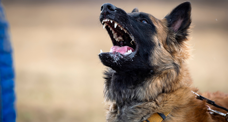 Guard clearance dog malinois