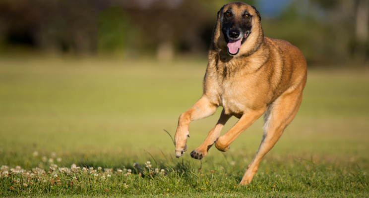 are belgian malinois good protection dogs