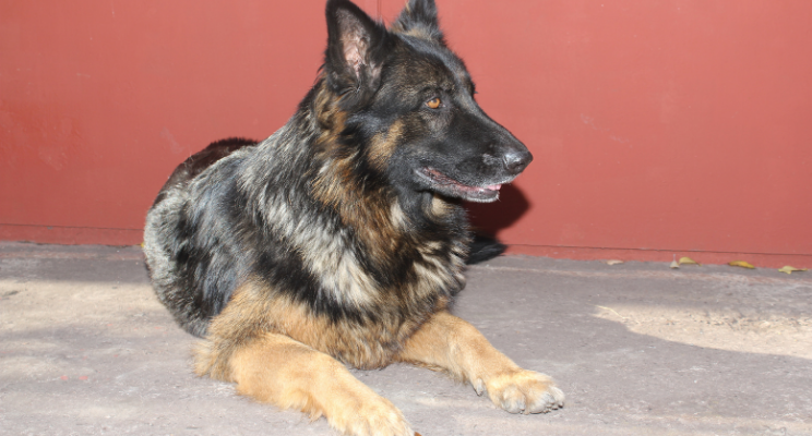 are female german shepherds more protective