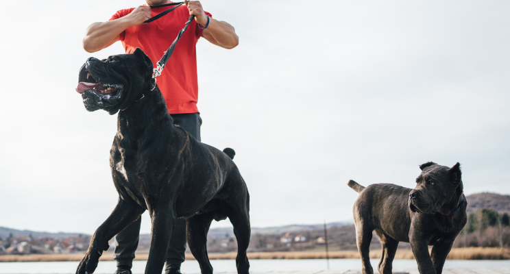 can female dogs be guard dogs