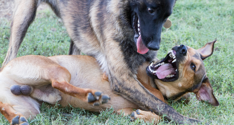 do males or females make better guard dogs