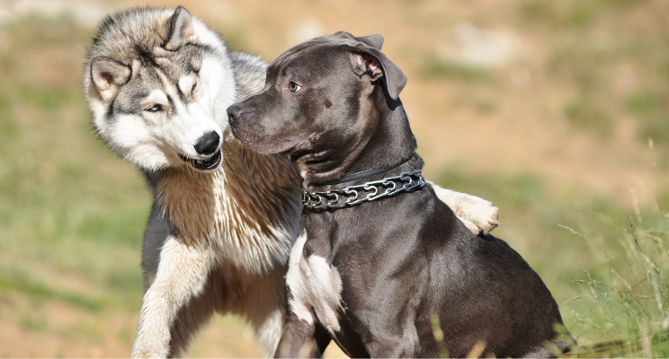 do males or females make better guard dogs