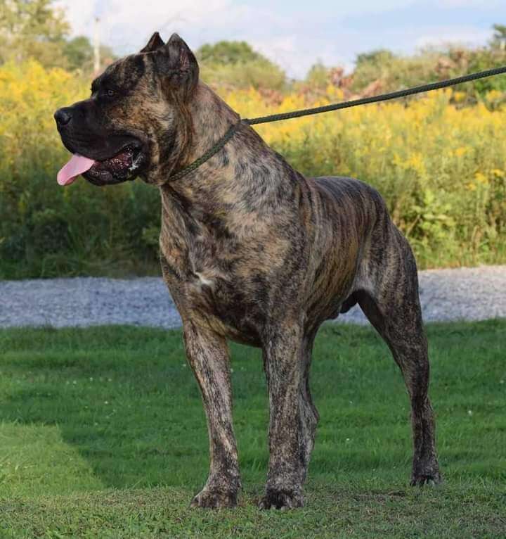 K9 Rambo Rambo - GST K9