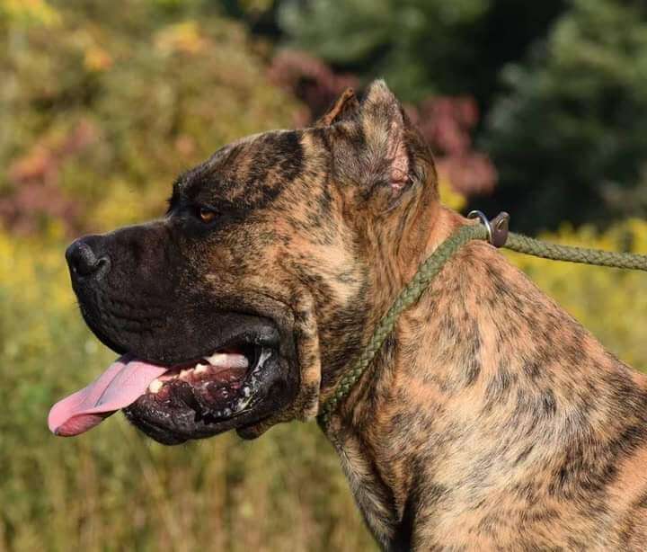 K9 Rambo Rambo - GST K9